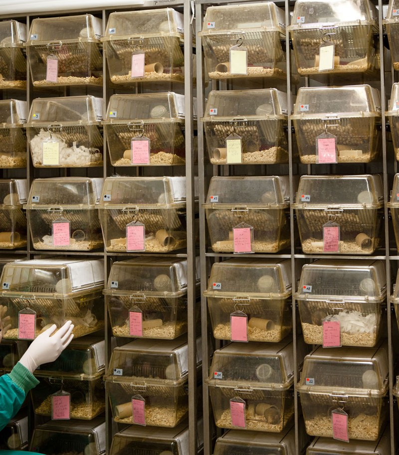 Individual in green laboratory clothes with hairnet extracting see-through cage from a stack of tagged see-through cages